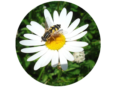 Wildbiene auf Mageritte Bild rund